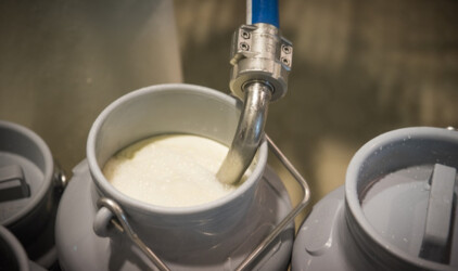 В Ростовской области увеличилось производство молочной продукции крупного рогатого скота