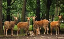 До конца 2019 года в Ростовской области выпустят на волю 20 оленей и ланей