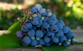 В Ростовской области производители автохтонных сортов винограда получат субсидии