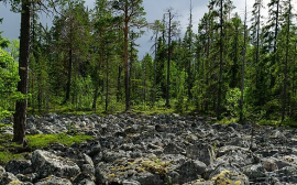 В Ростовской области пожарные станции получат 15,9 млн рублей на охрану лесов