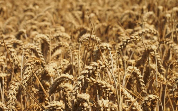 В Ростовской области собрали почти 11,2 млн тонн зерна