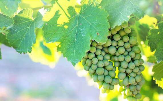 В Ростовской области выделят 35 млн рублей на выращивание автохтонного винограда