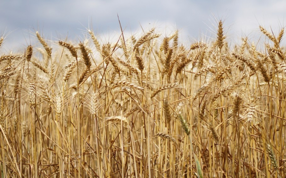 В Ростовской области урожай зерна превысил 12 млн тонн