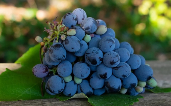 В Ростовской области производители автохтонных сортов винограда получат субсидии