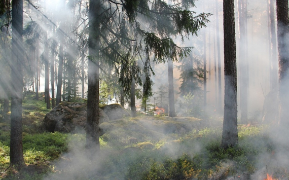 Голубев: В Ростовской области в активной фазе находятся около 30 пожаров
