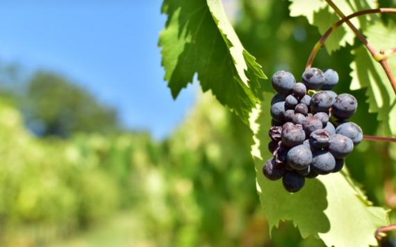 В Ростовской области на поддержку виноградарства и виноделия выделят 50 млн рублей