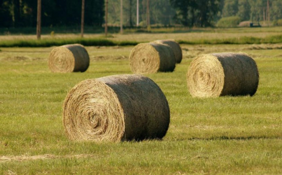 В Ростовской области поддержку аграриев увеличили в два раза