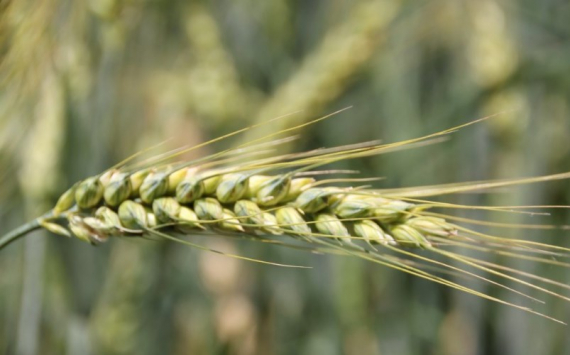 В Ростовской области собрали 14,5 млн тонн ранних зерновых