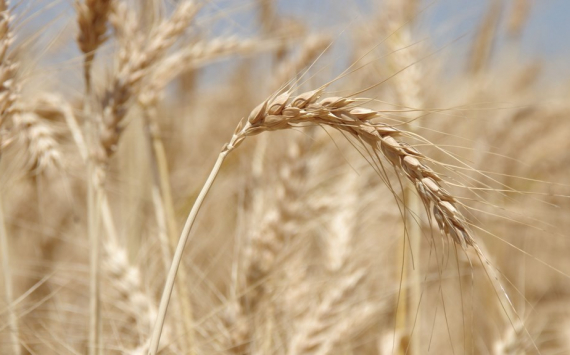 Ростовская область экспортировала 190 тыс. тонн пшеницы