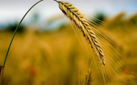 Власти Ростовской области обсудили развитие сельского хозяйства при изменении климата