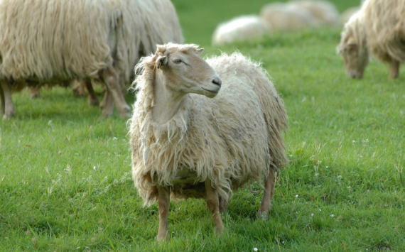 В Ростовской области хотят ограничить экспорт шерсти